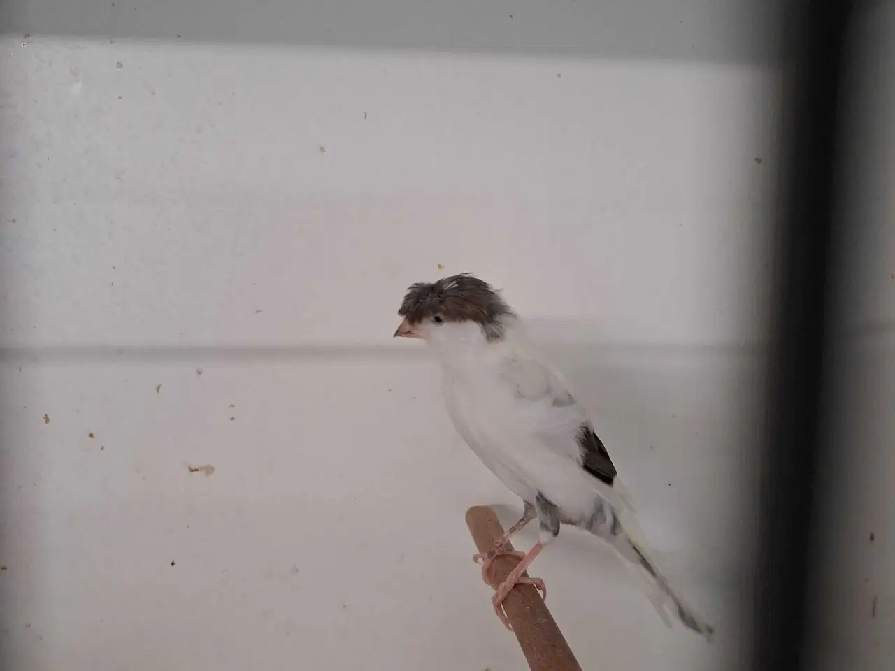 Billede 13 - Special kanariefugle