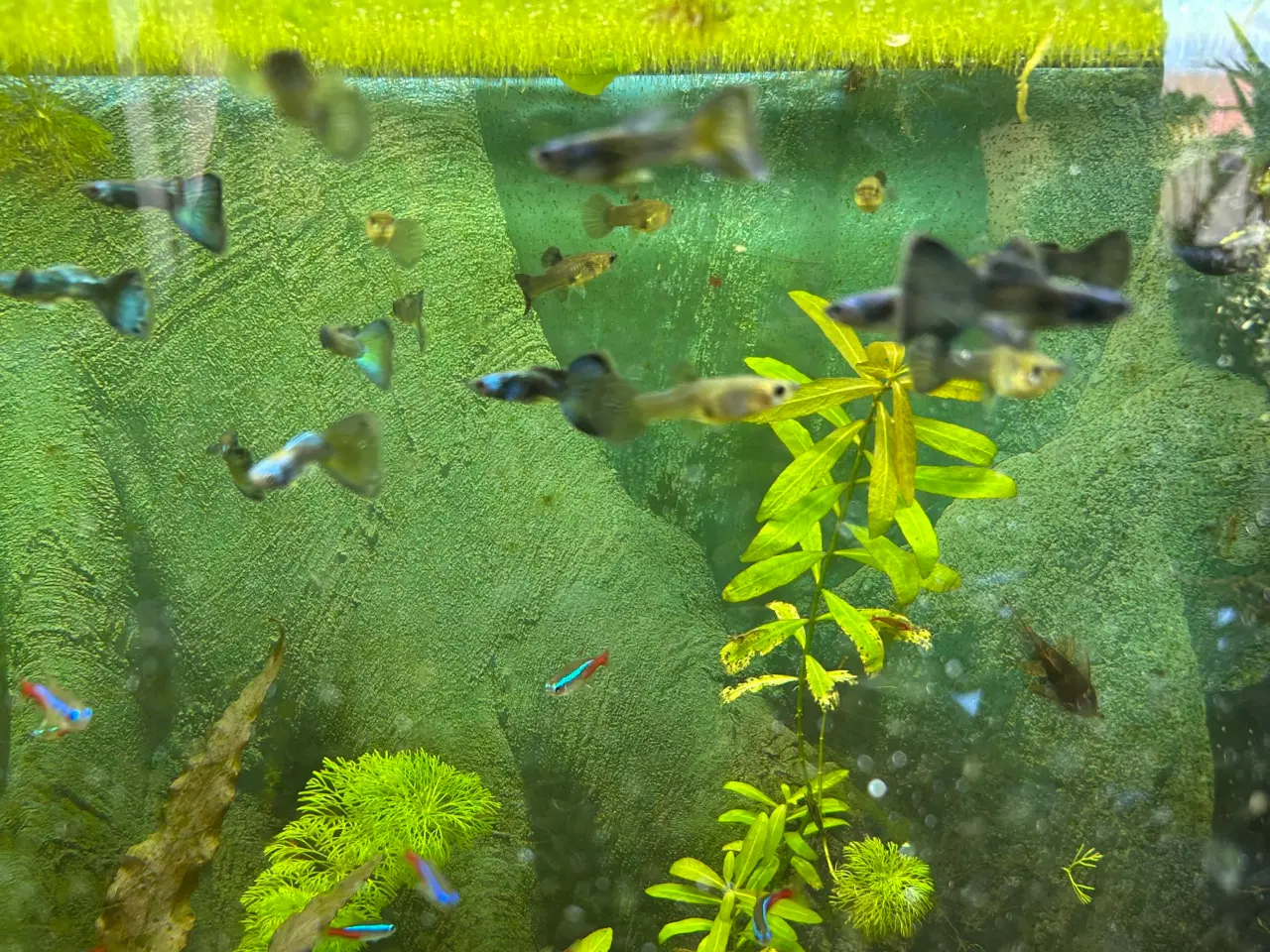 Billede 5 - 🐟🔵 Blue Moscow Guppy Par sælges - Viby J