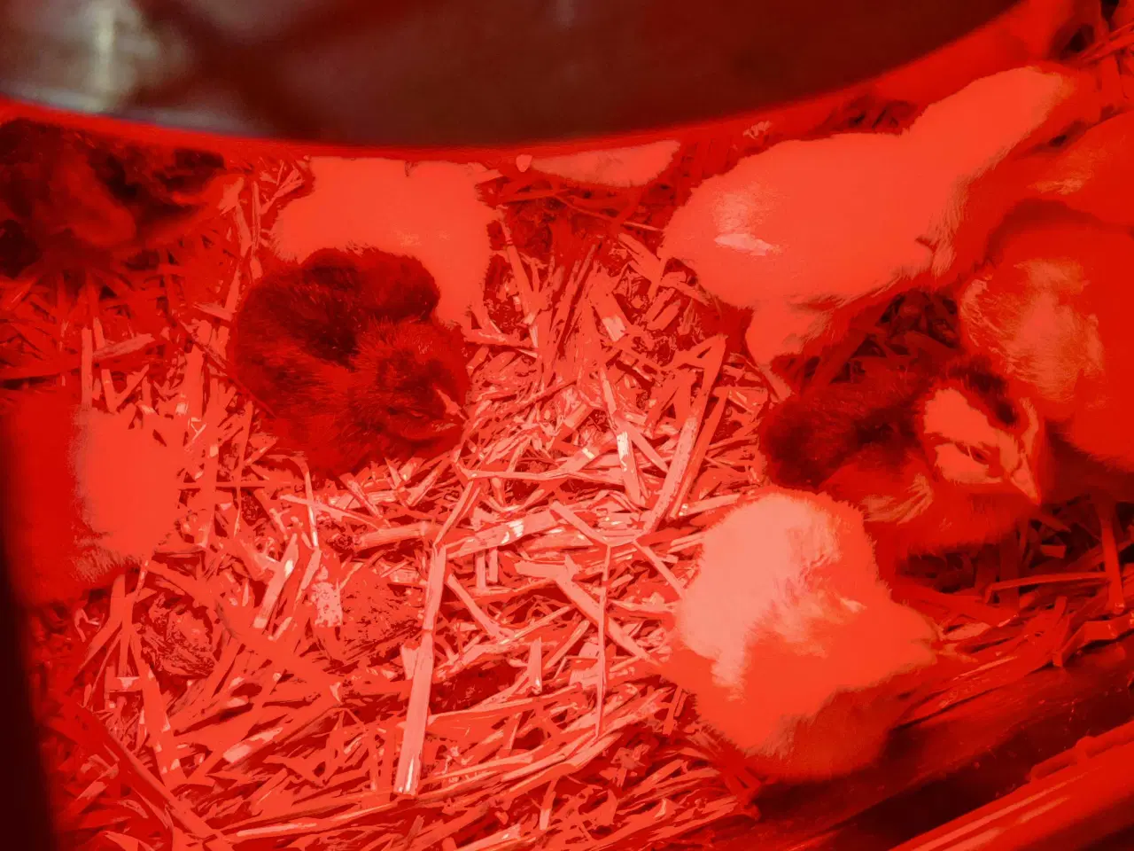 Billede 2 - Daggamle kyllinger racerene