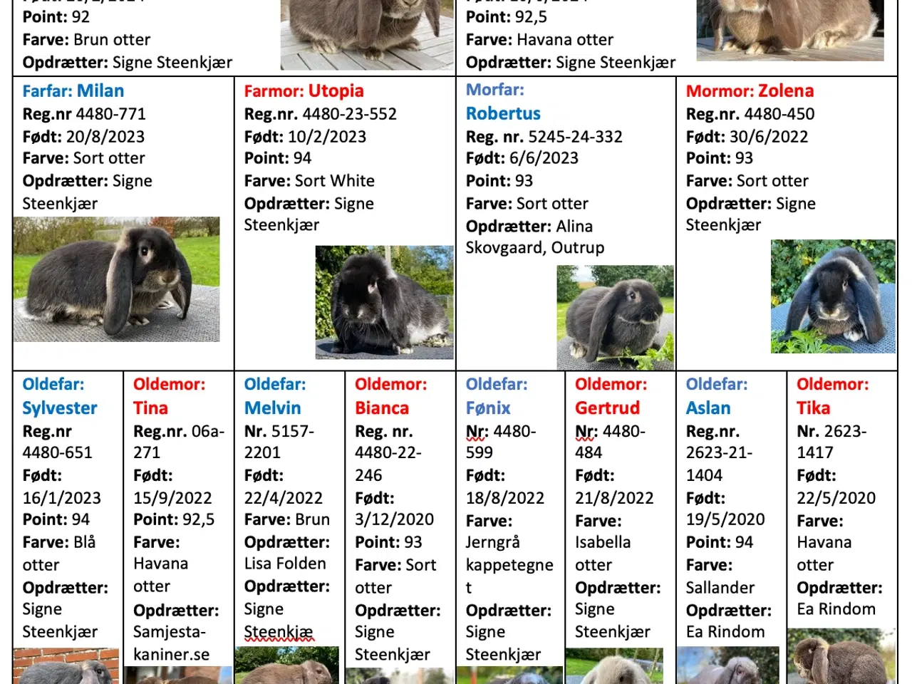 Billede 2 - FRANSK VÆDDER HAN GUL