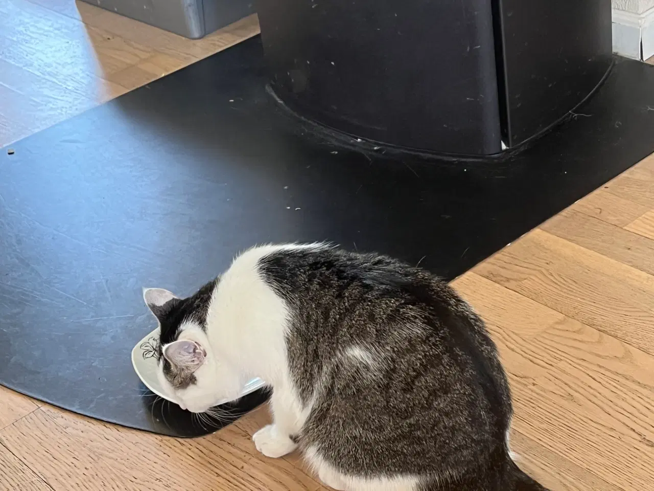 Billede 5 - Frida søger nyt hjem