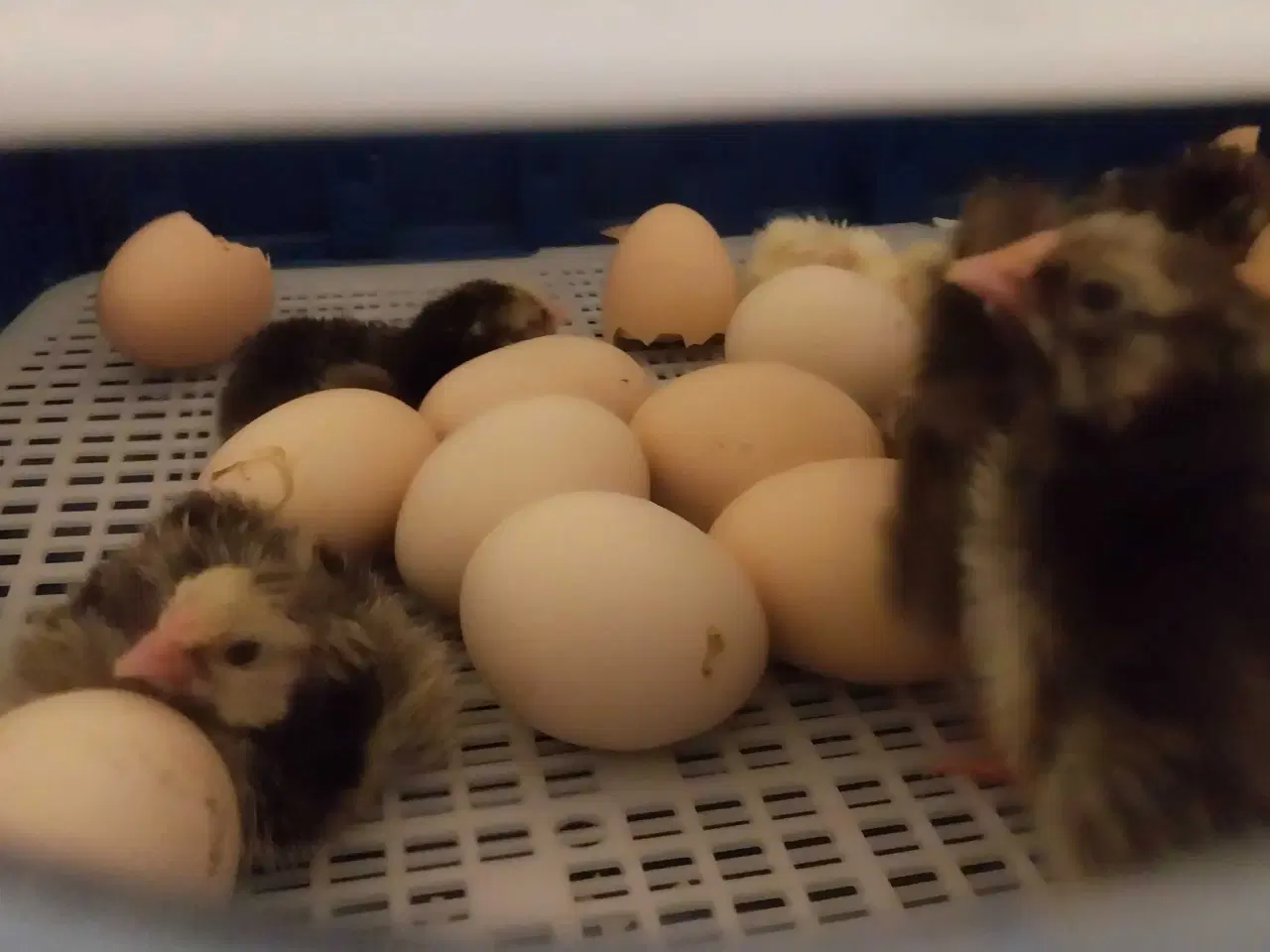 Billede 2 - Rugemaskine til 49 æg