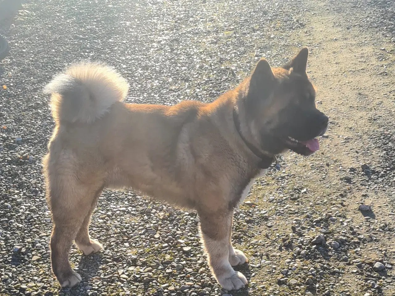 Billede 7 - Hundehvalpe Akita American 