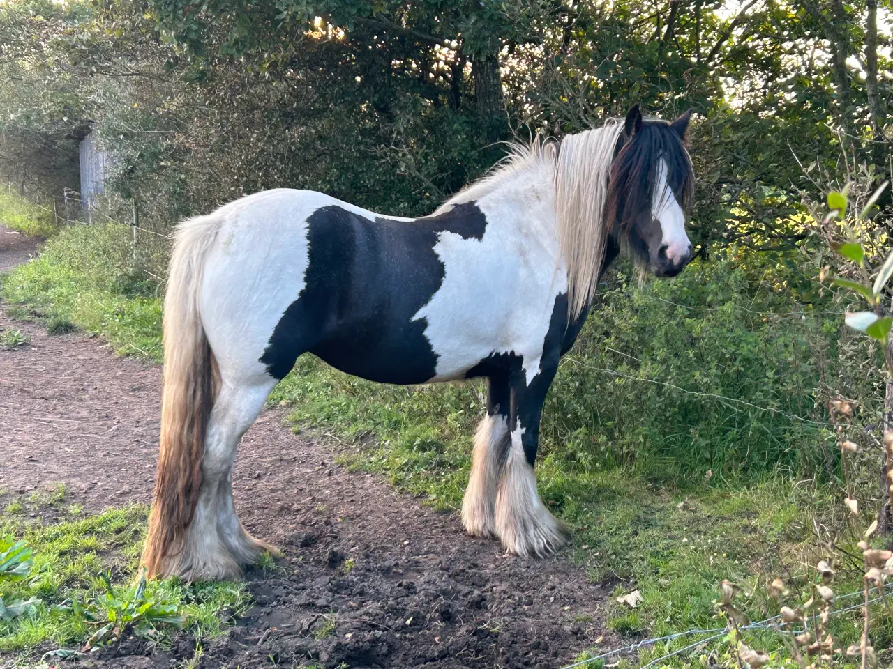 Billede 5 - Super skøn og smuk irish cob 