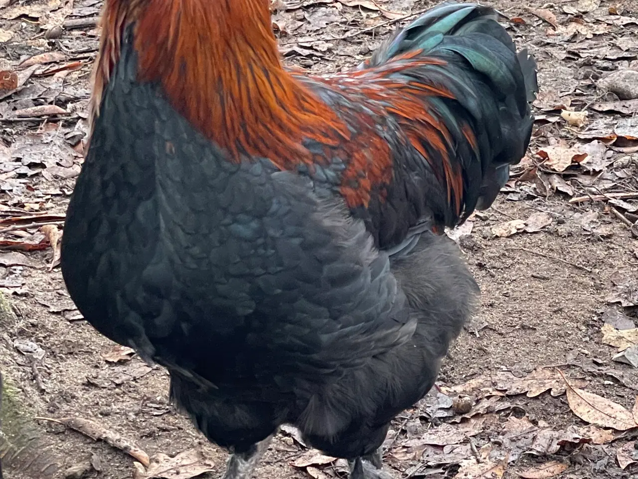 Billede 1 - Sort kobber maran haner