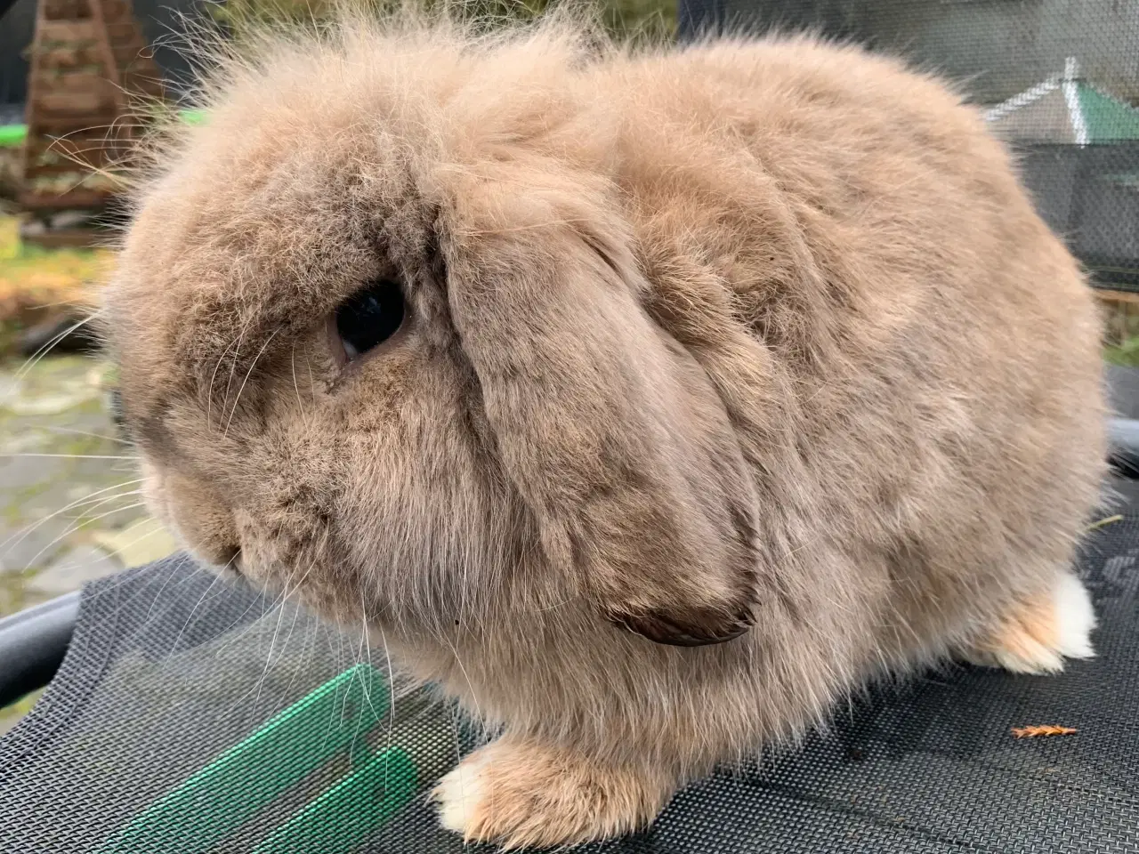 Billede 1 - Lionlop han kanin 8 mån