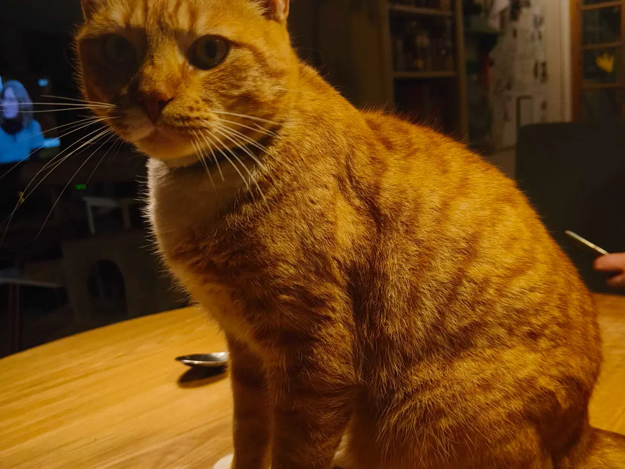 Billede 5 - Søger nyt indehjem sammen 