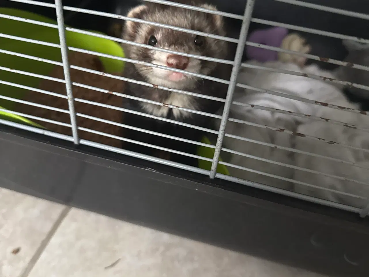 Billede 1 - Ilder gratis