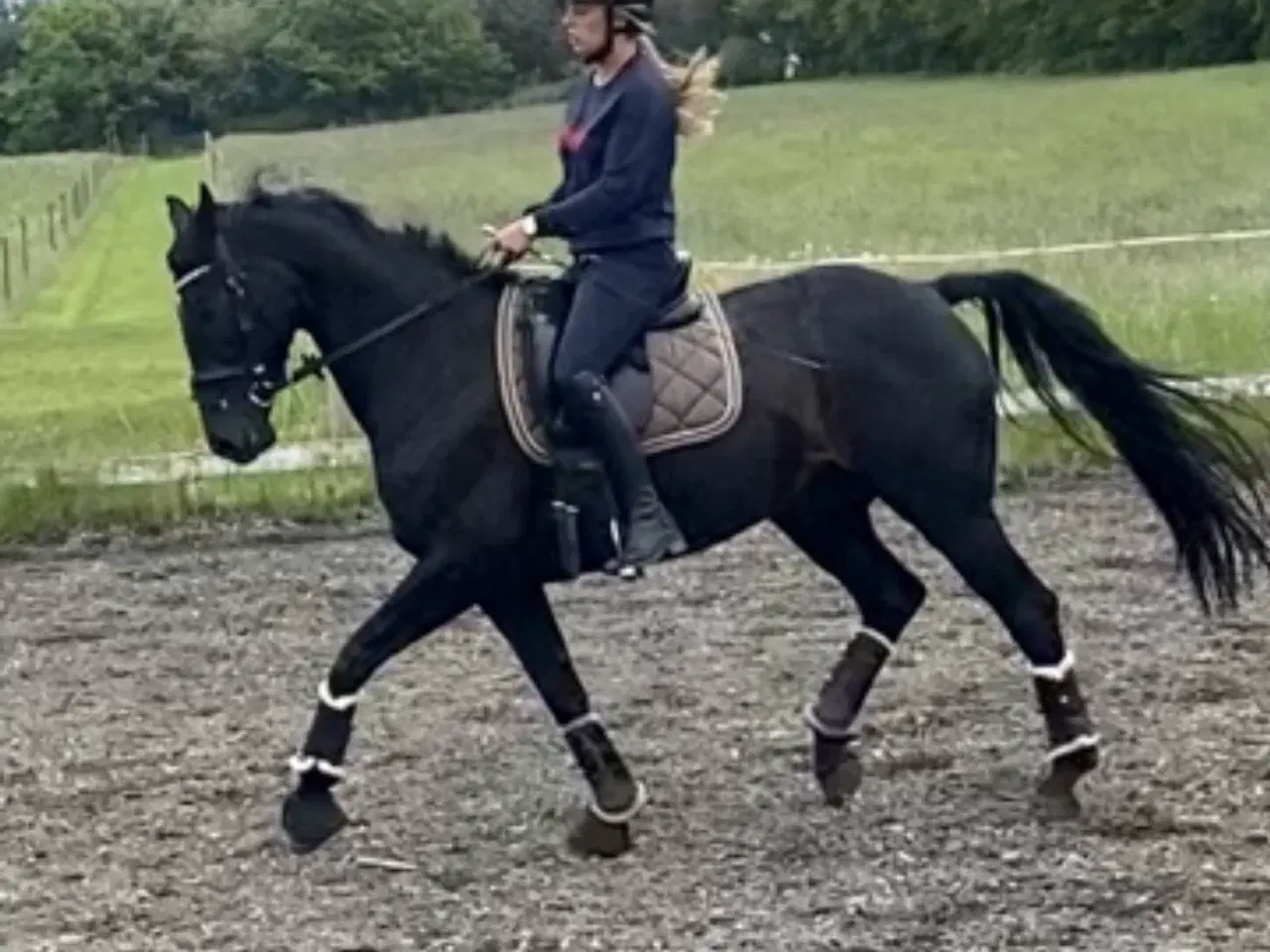 Billede 10 - Smuk hoppe 