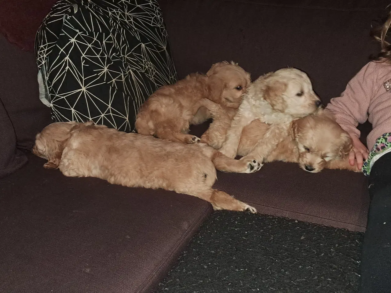 Billede 2 - De sødeste skønneste blandingshvalpe