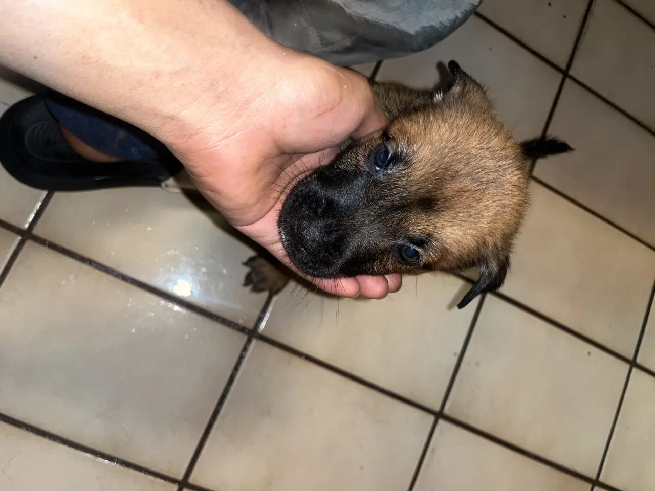 Billede 2 - Race: blanding malinois x staffordshire x Akita 