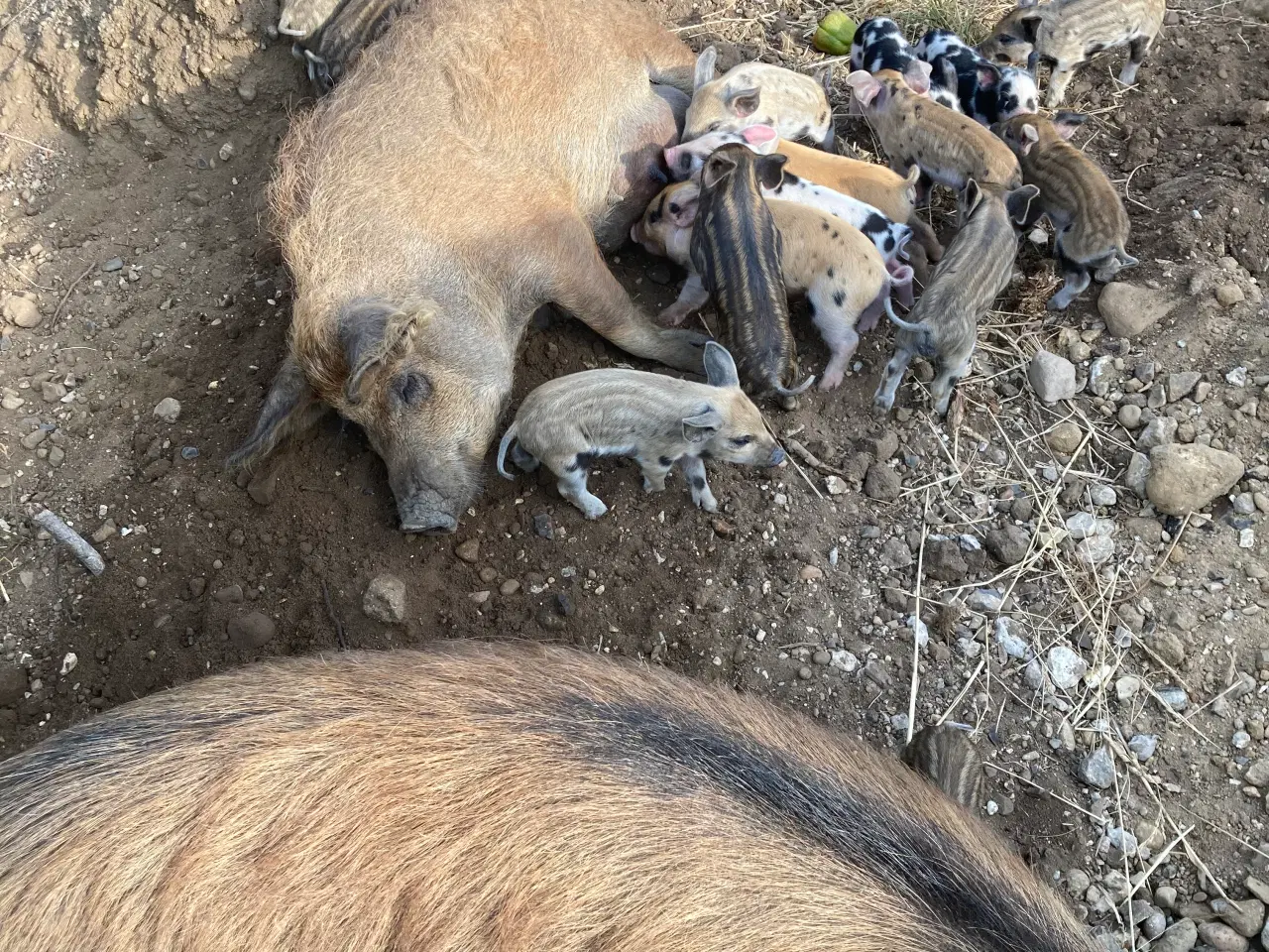 Billede 3 - Smågrise af racen ungarsk uldsvin