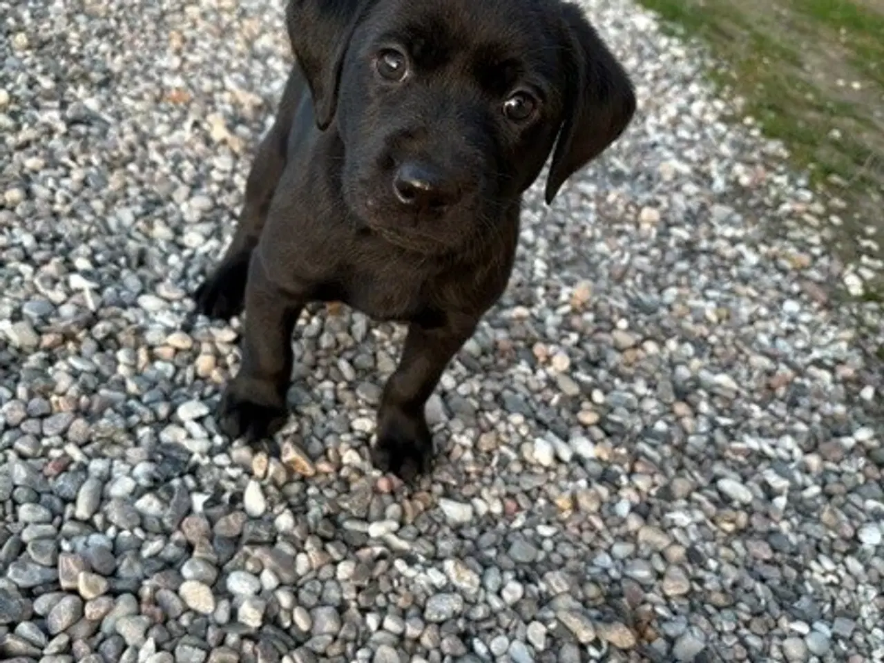 Billede 2 - Labrador formel 1 hanhvalp søger ny madskål 