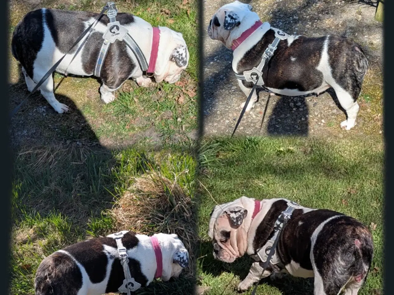 Billede 8 - Shorty Bull, m/tavle.
