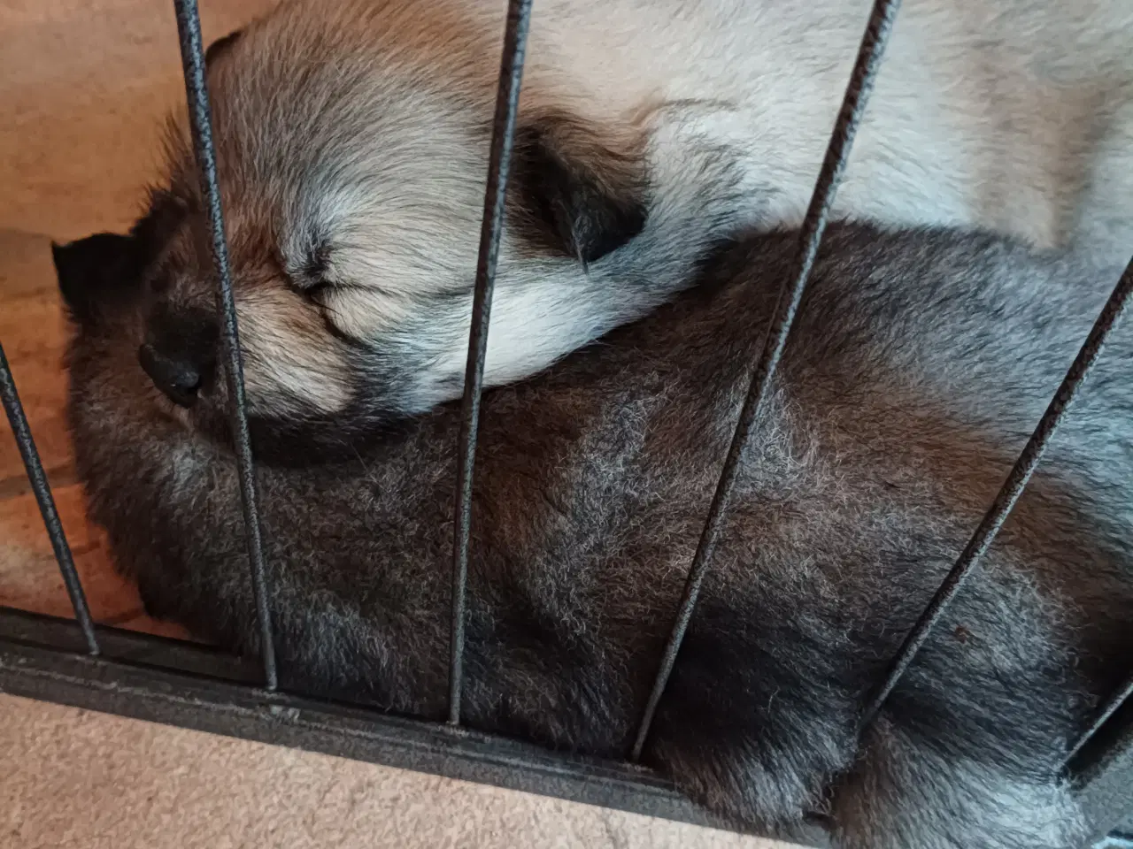 Billede 5 - Eurasier hvalpe 