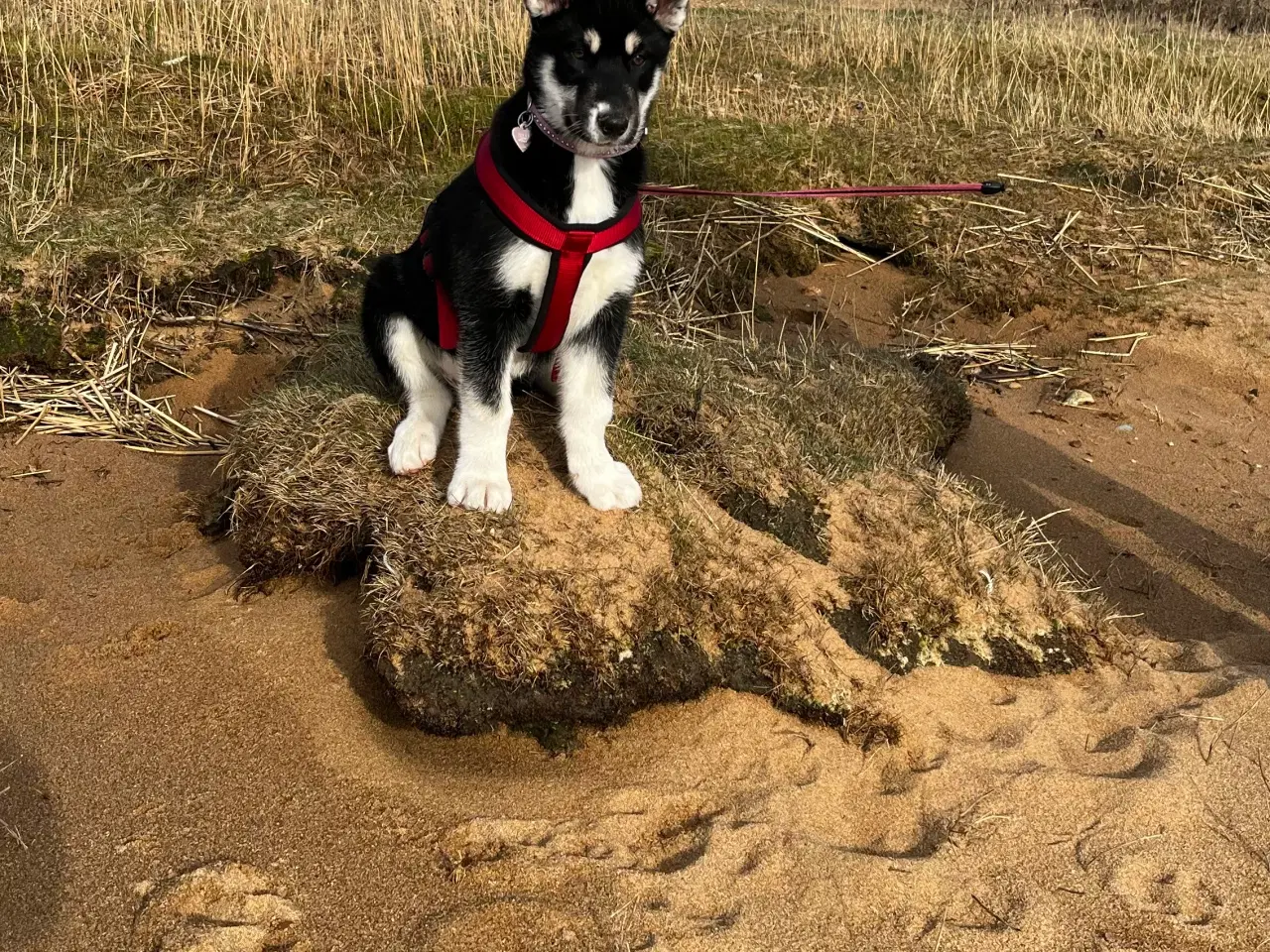 Billede 2 - Siberian husky/Malamute