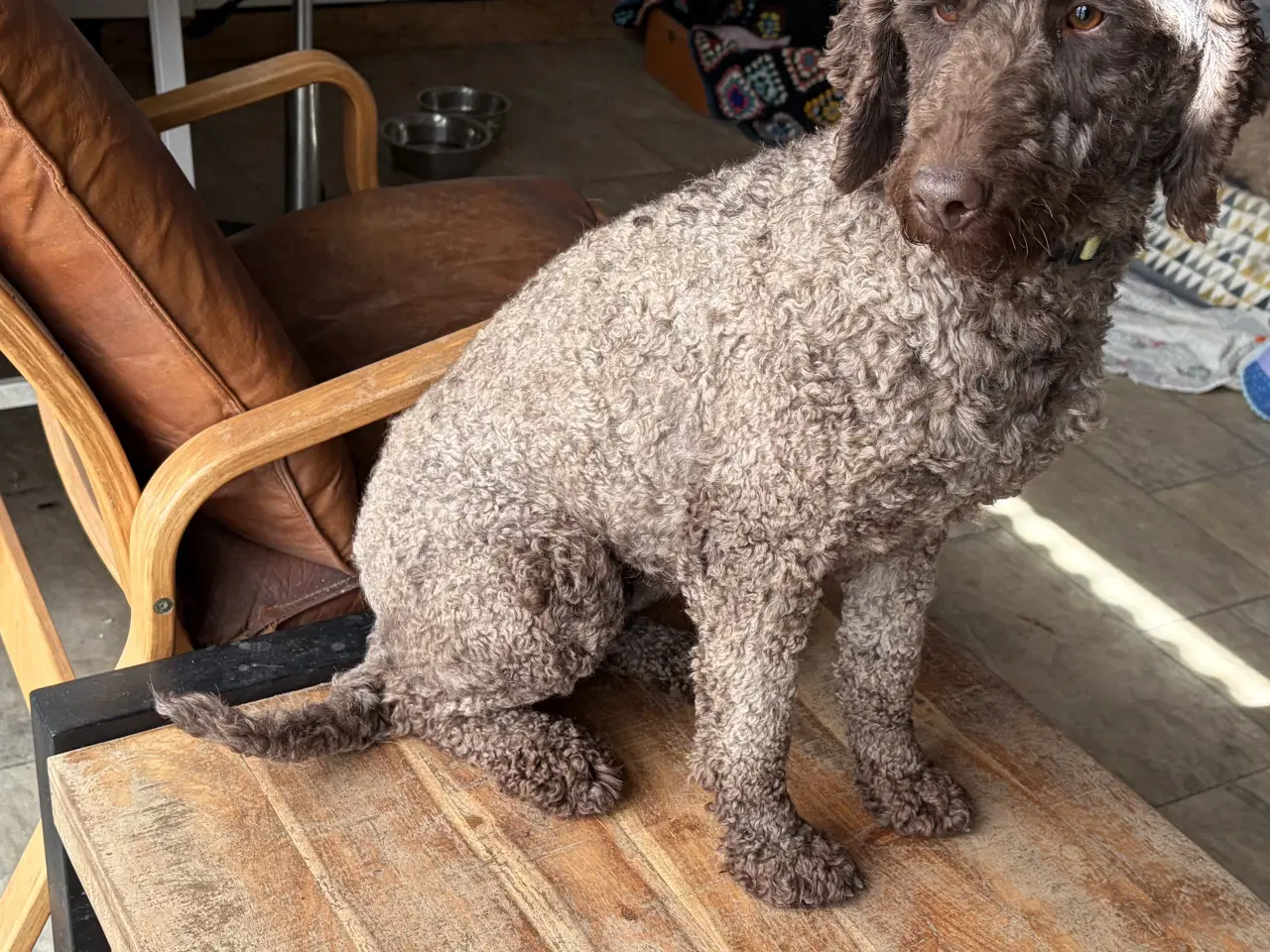 Billede 10 - 2 voksne mellem puddel piger