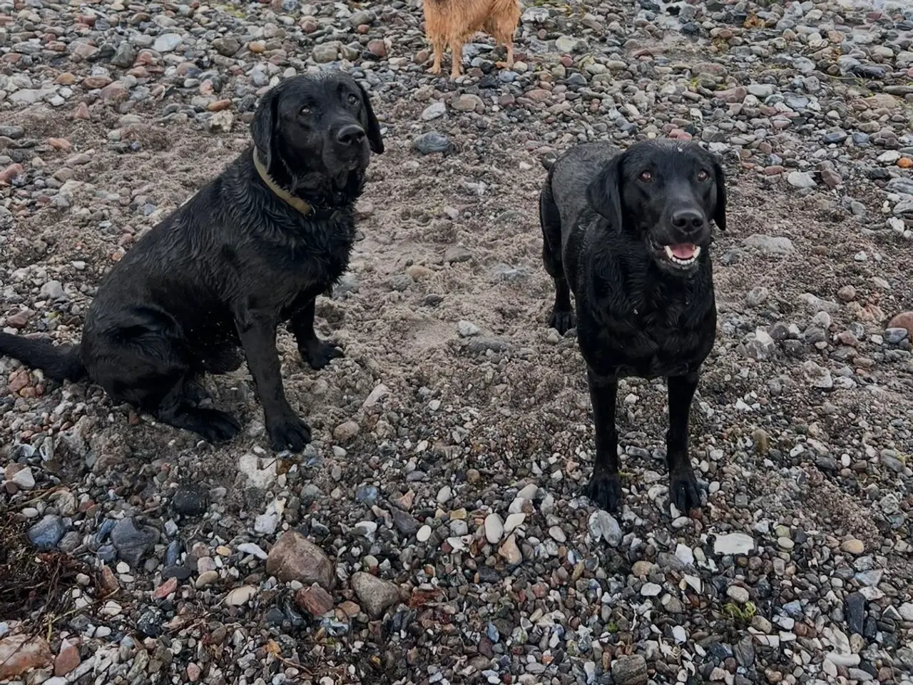 Billede 4 - Sorte labradorhvalpe med stamtavle og jagtlinjer