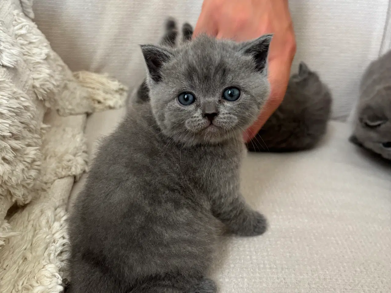 Billede 2 - British shorthair killinger