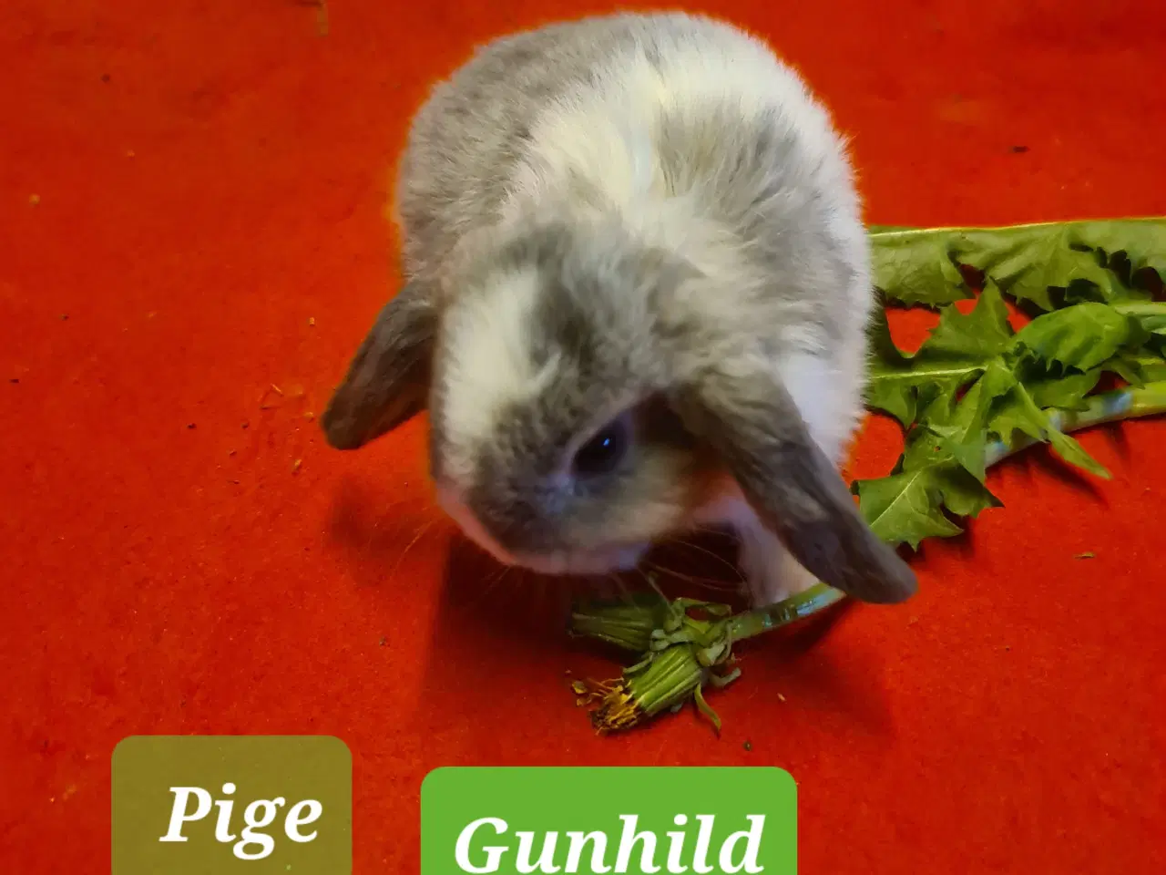 Billede 12 - Mini Lop Kaninunger 