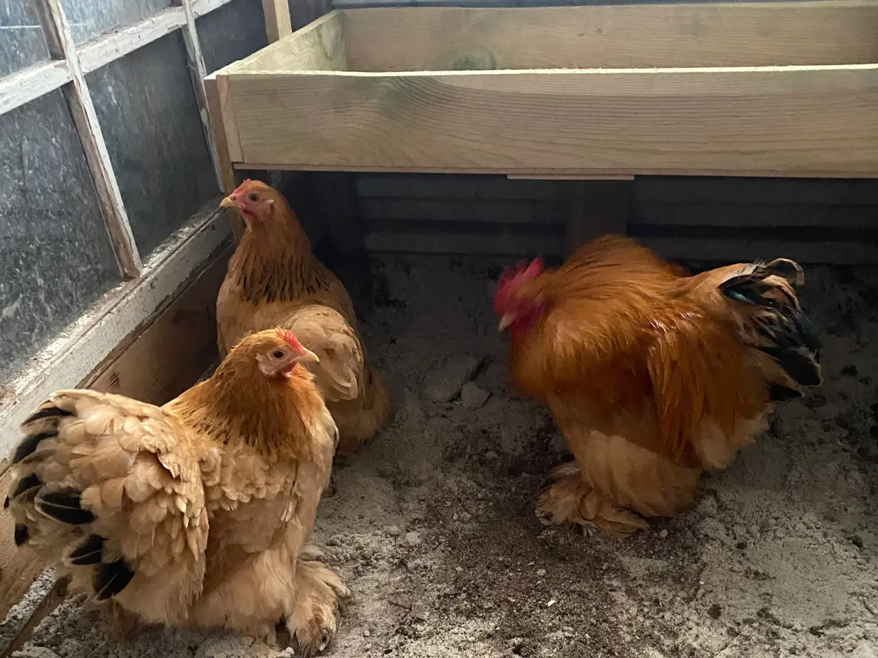 Billede 1 - Dværg kochin 