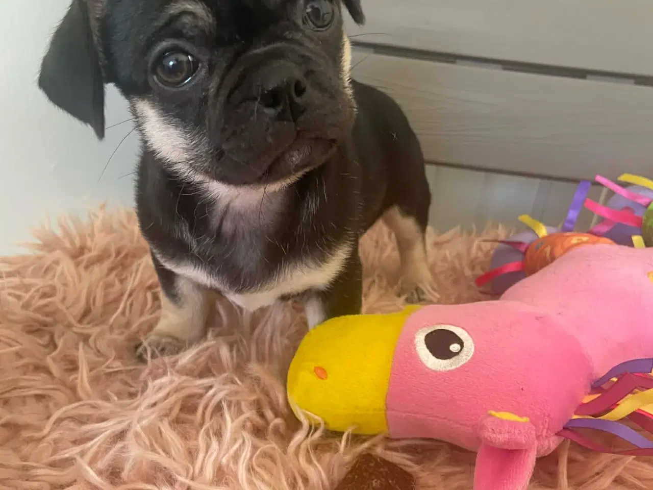 Billede 6 - Små søde blandingshvalpe 🐶