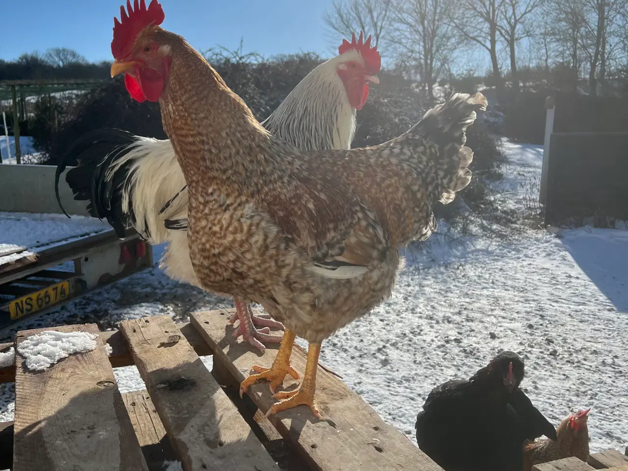 Billede 2 - Haner til salg