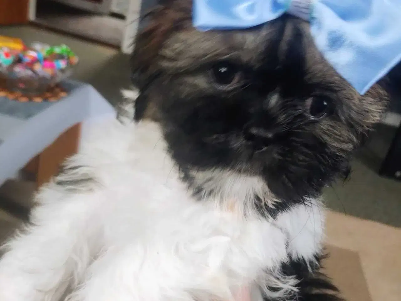 Billede 3 - Hund SHIH tzu