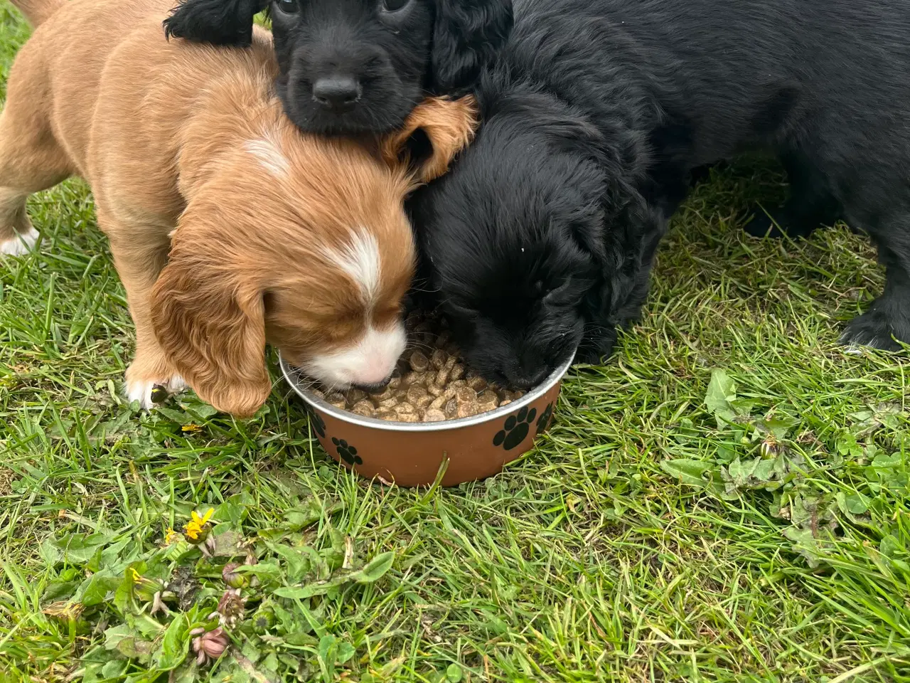 Billede 17 - Cocker / springer spaniel hvalpe