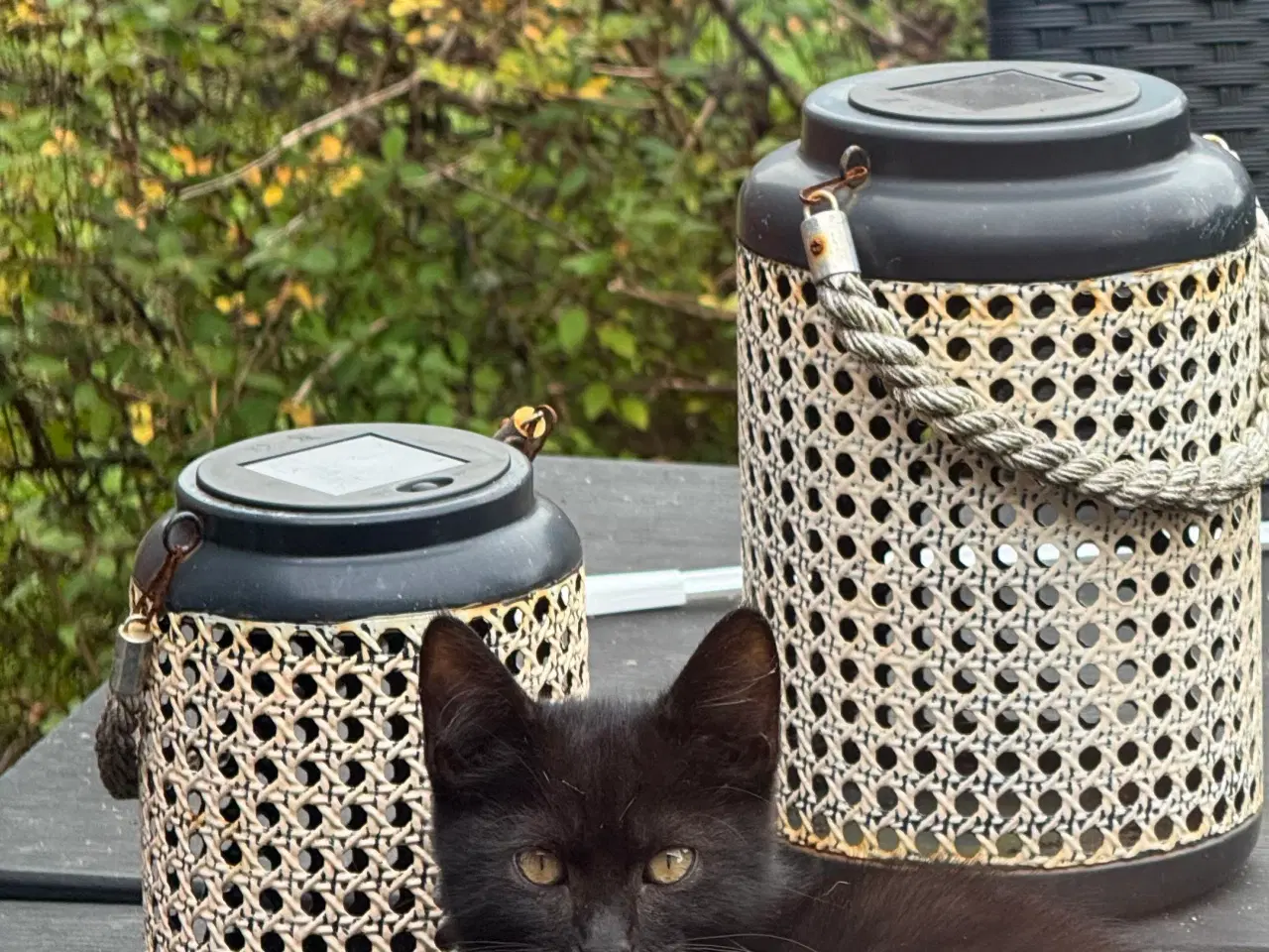 Billede 5 - Emil og Jasmin søger nyt hjem