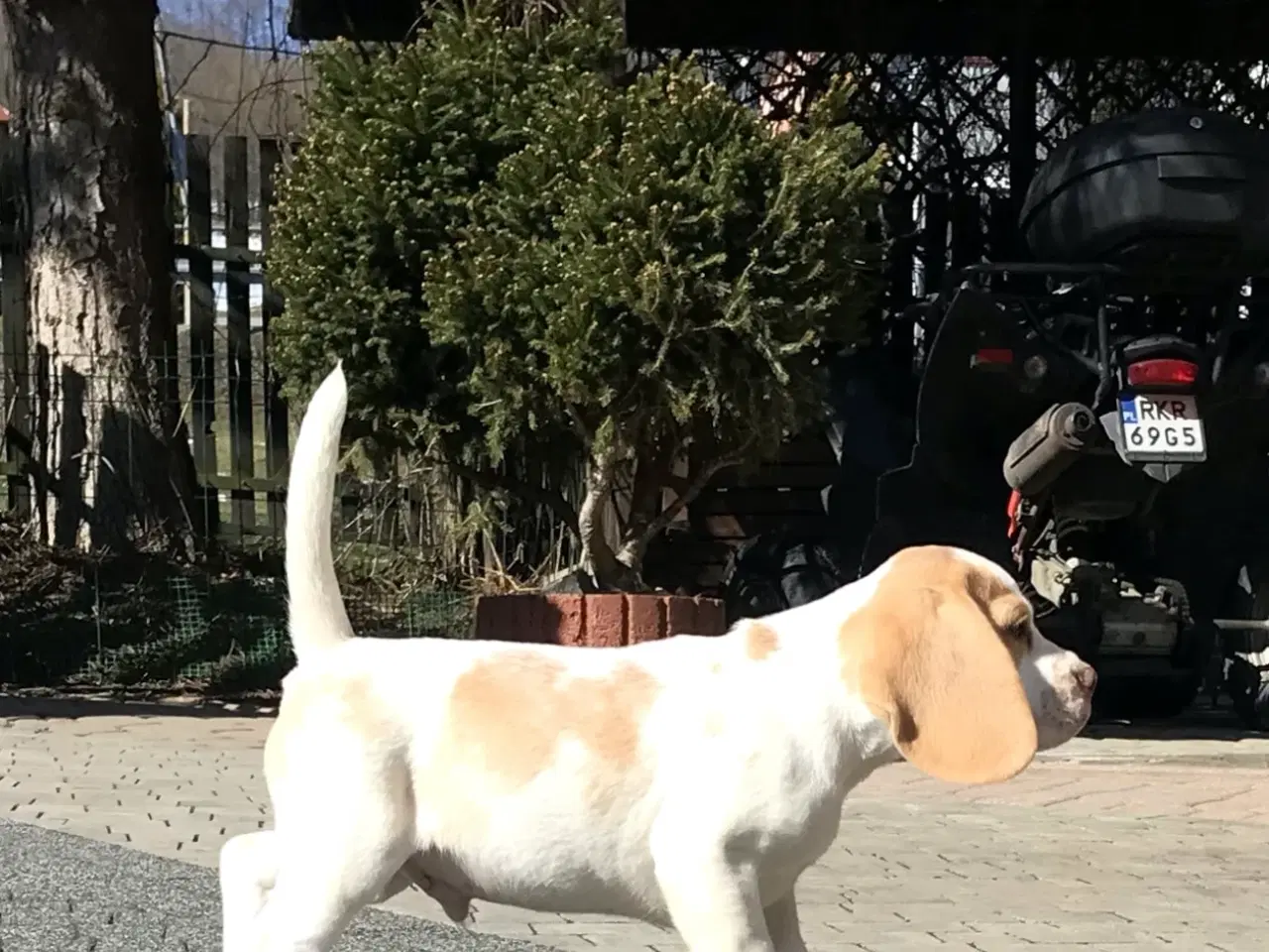 Billede 6 - Beagle dreng