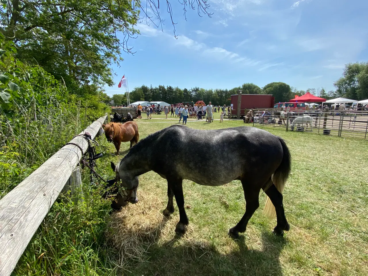 Billede 13 - Jake LF – 6 års Dartmoor vallak (ca. 126 cm)
