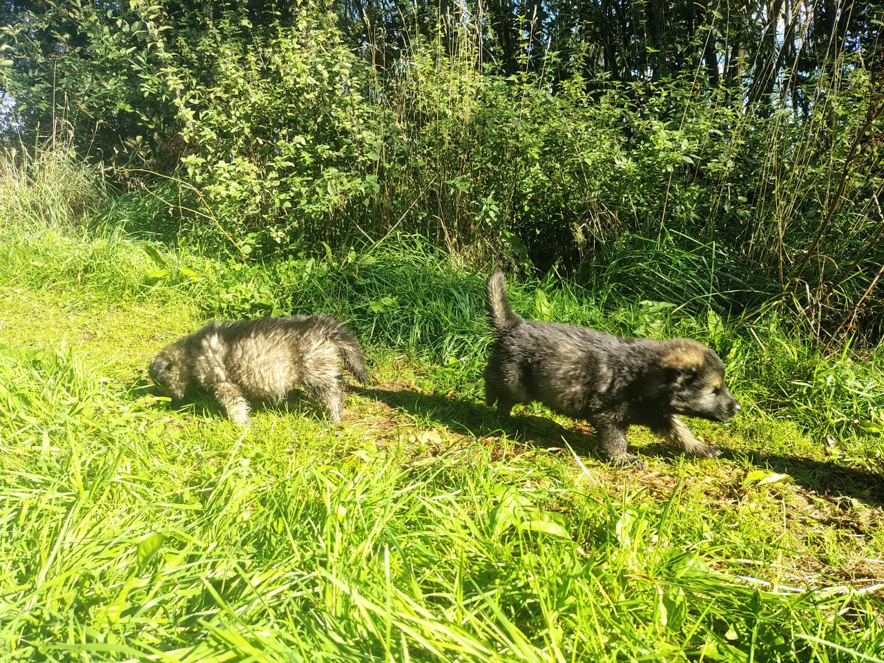 Billede 4 - Finsk lapphund / langhåret schæfer hvalpe