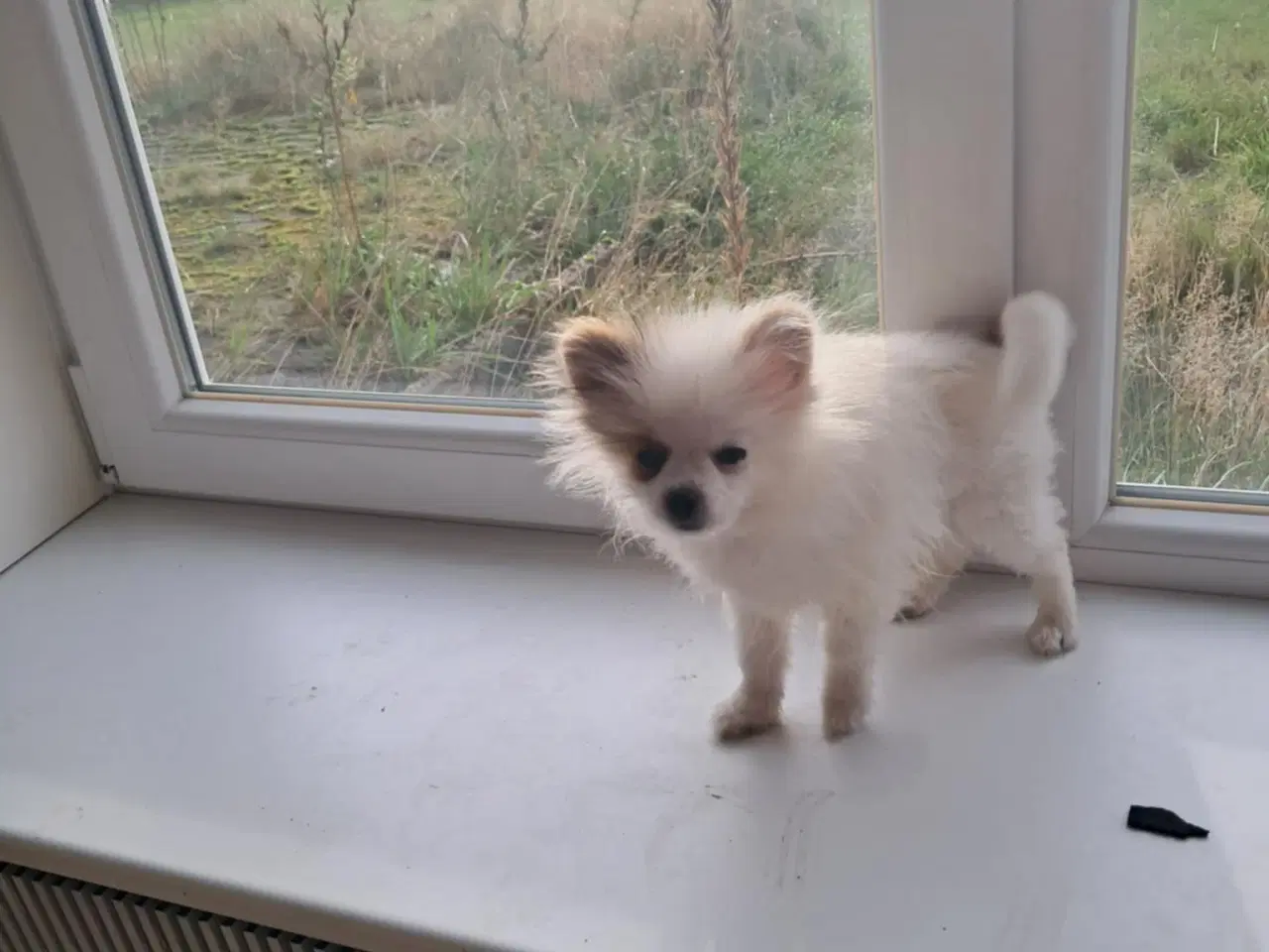 Billede 6 - Pommeranian hvalp 1 dreng til bage m stambog