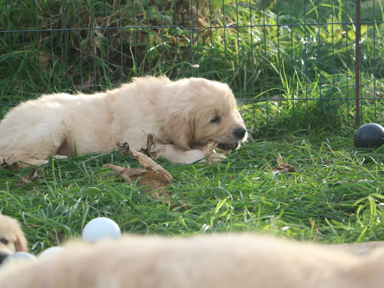 Billede 15 - Verdens smukkeste Golden Retriever er nu til salg!