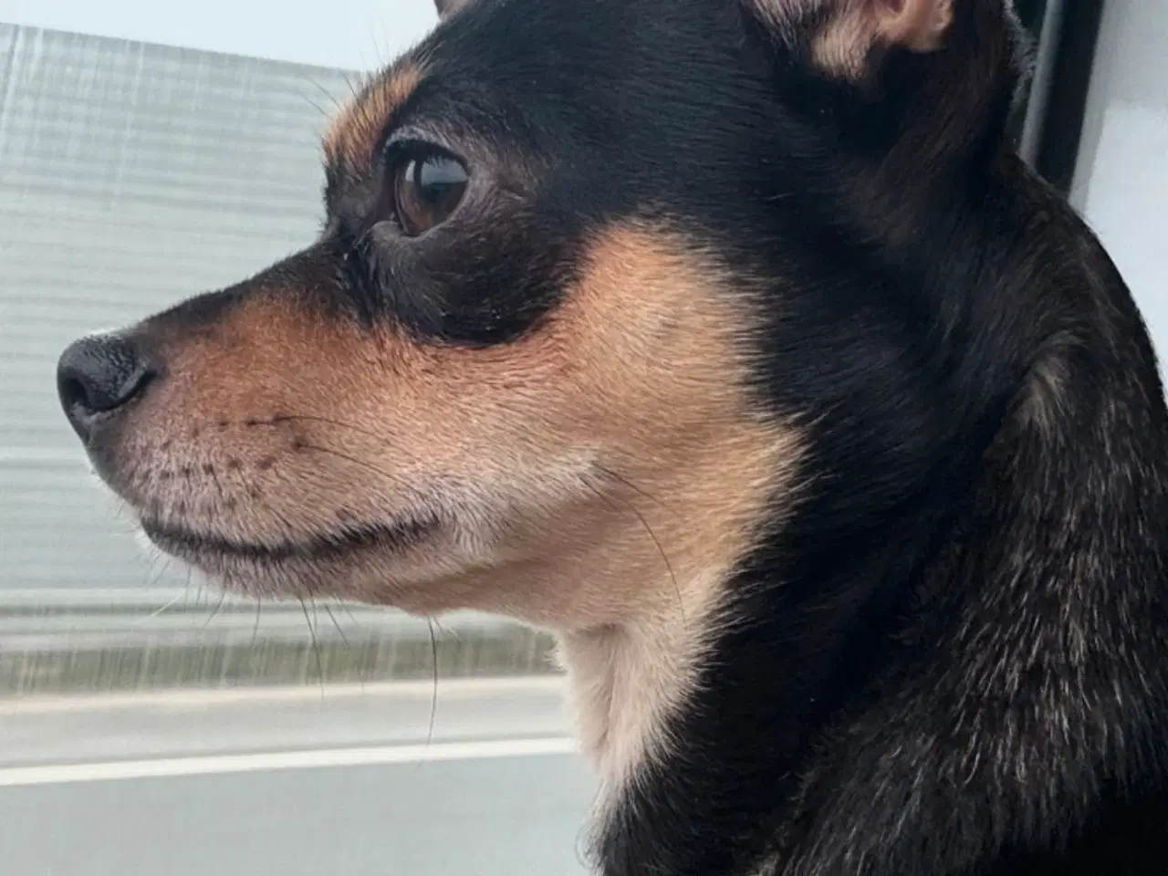 Billede 1 - Chihuahua ikke til salg