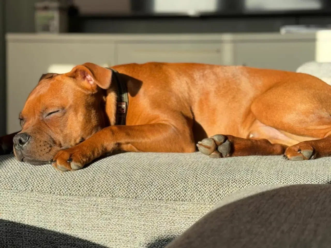 Billede 3 - Staffordshire Bull Terrier DKK