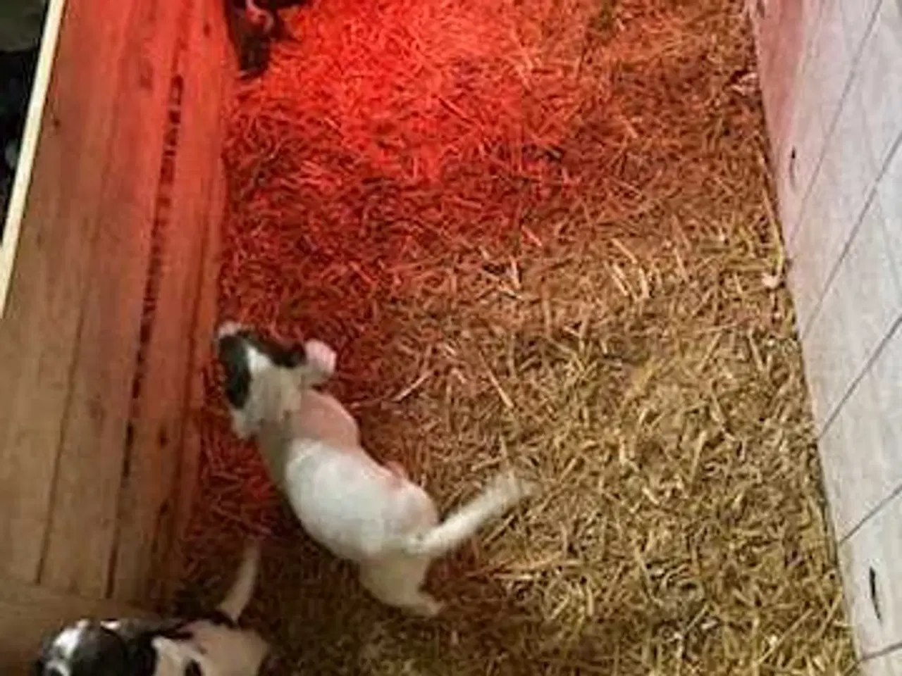 Billede 6 - Springer Spaniel hvalpe 