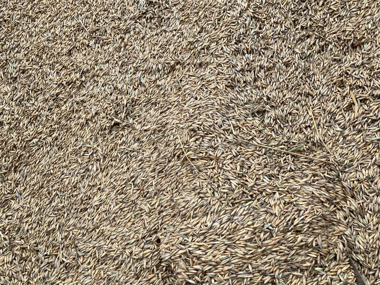 Billede 1 - Brændsel korn havre