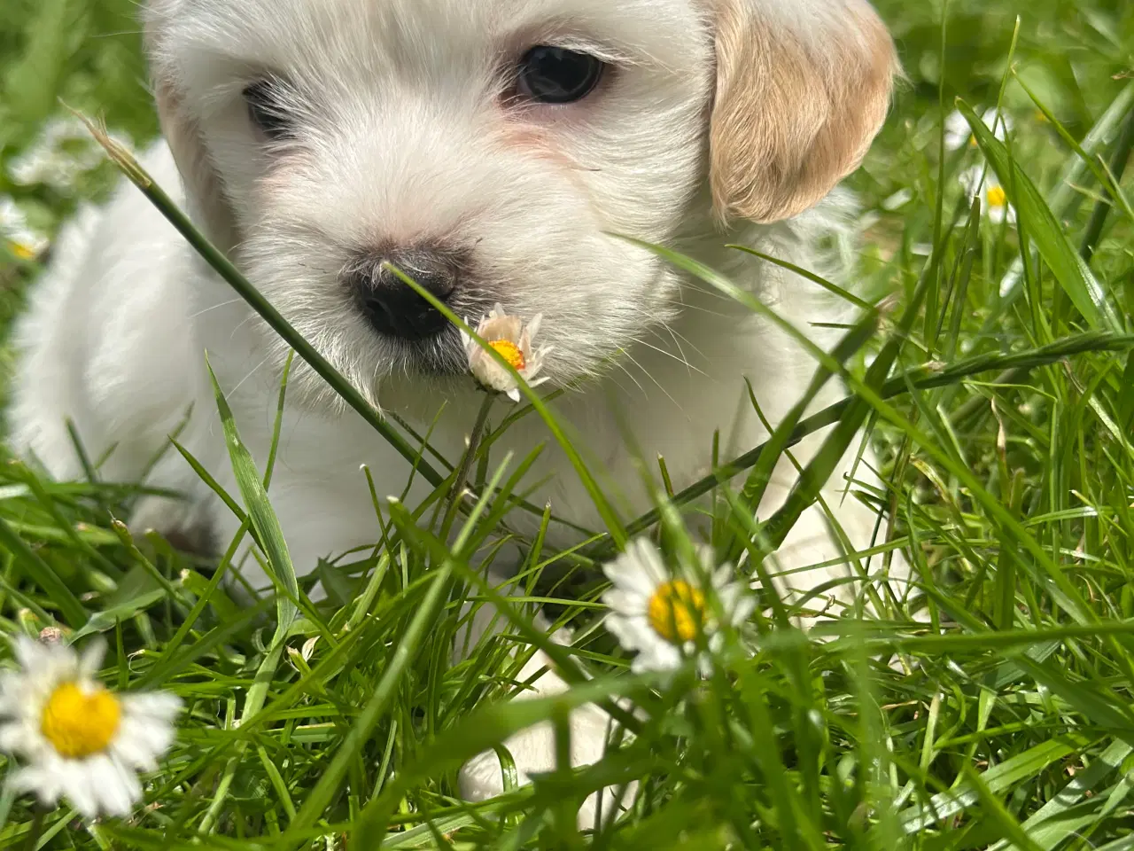 Billede 19 - Bichon Havanais