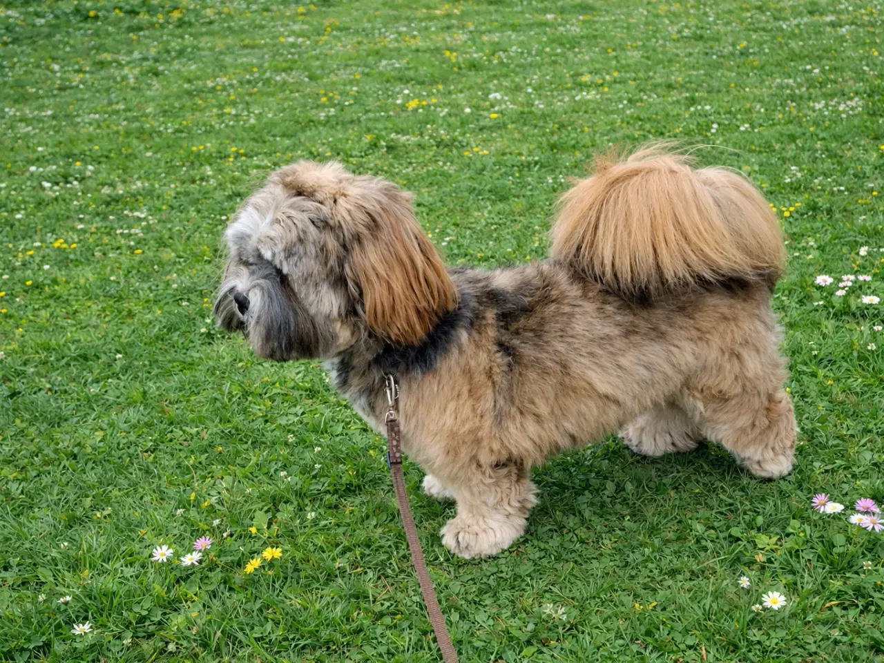 Billede 1 - Lhasa Apso han tilbydes til avl
