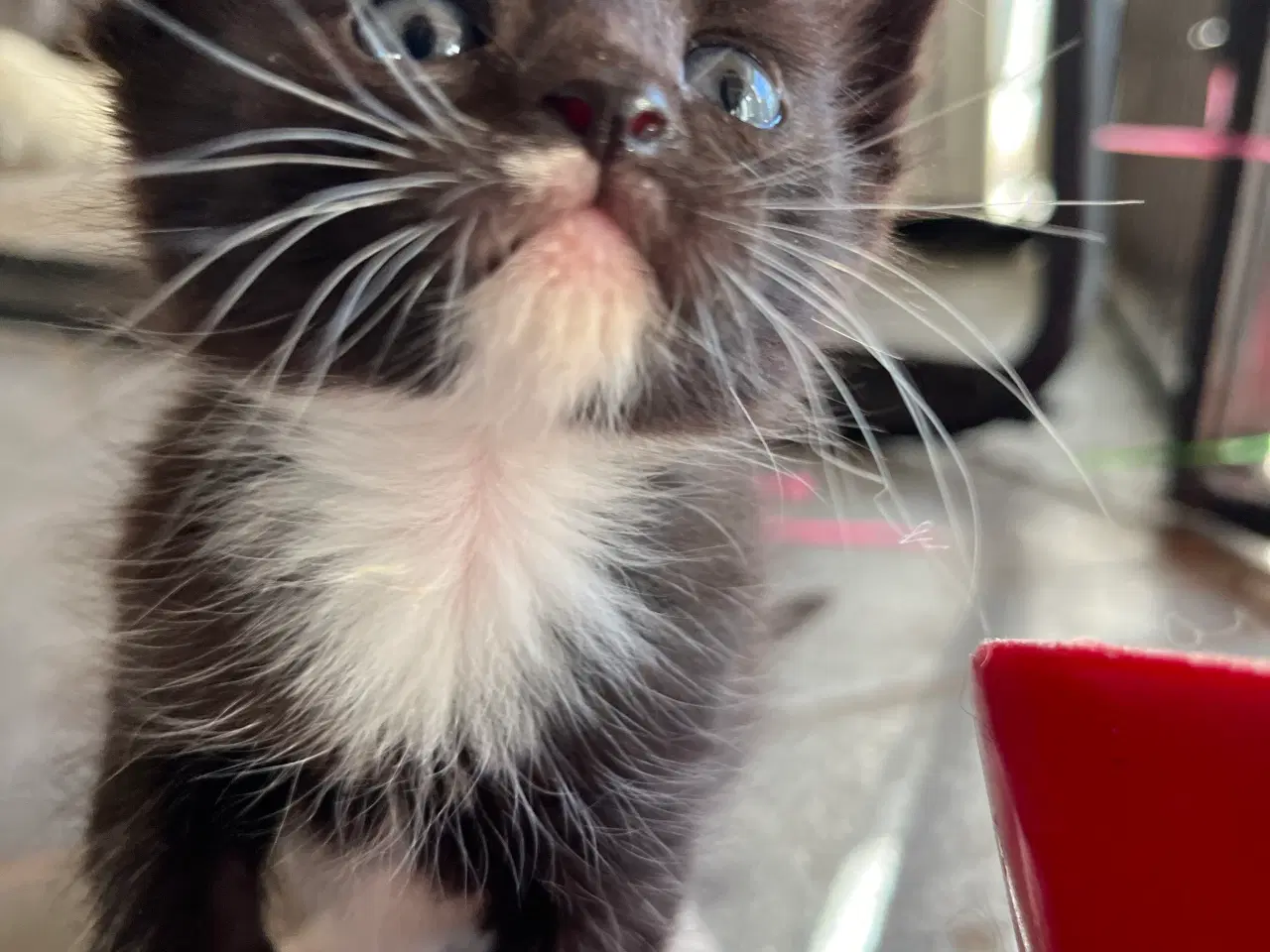 Billede 3 - Hun-killing, Maine Coon-blandning. 