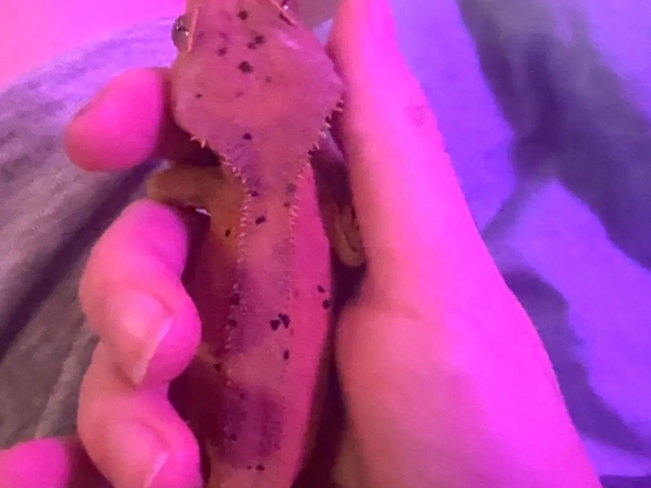 Billede 3 - Flot dalmatiner krone gekko han på 1 år