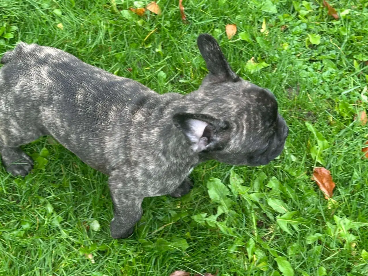 Billede 6 - Fransk bulldog brindle/ blå