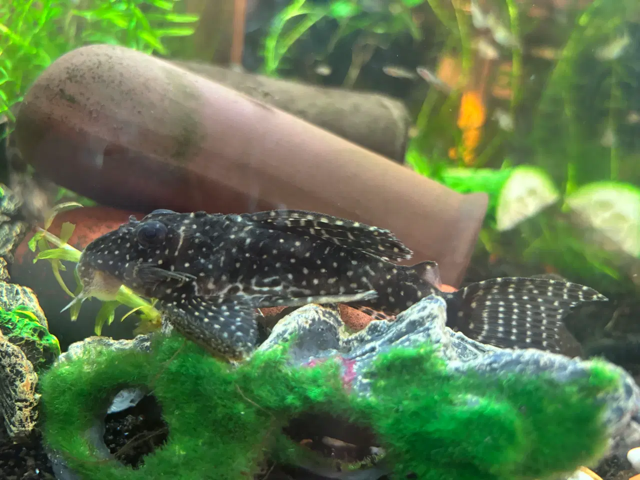 Billede 2 - Sugemaller