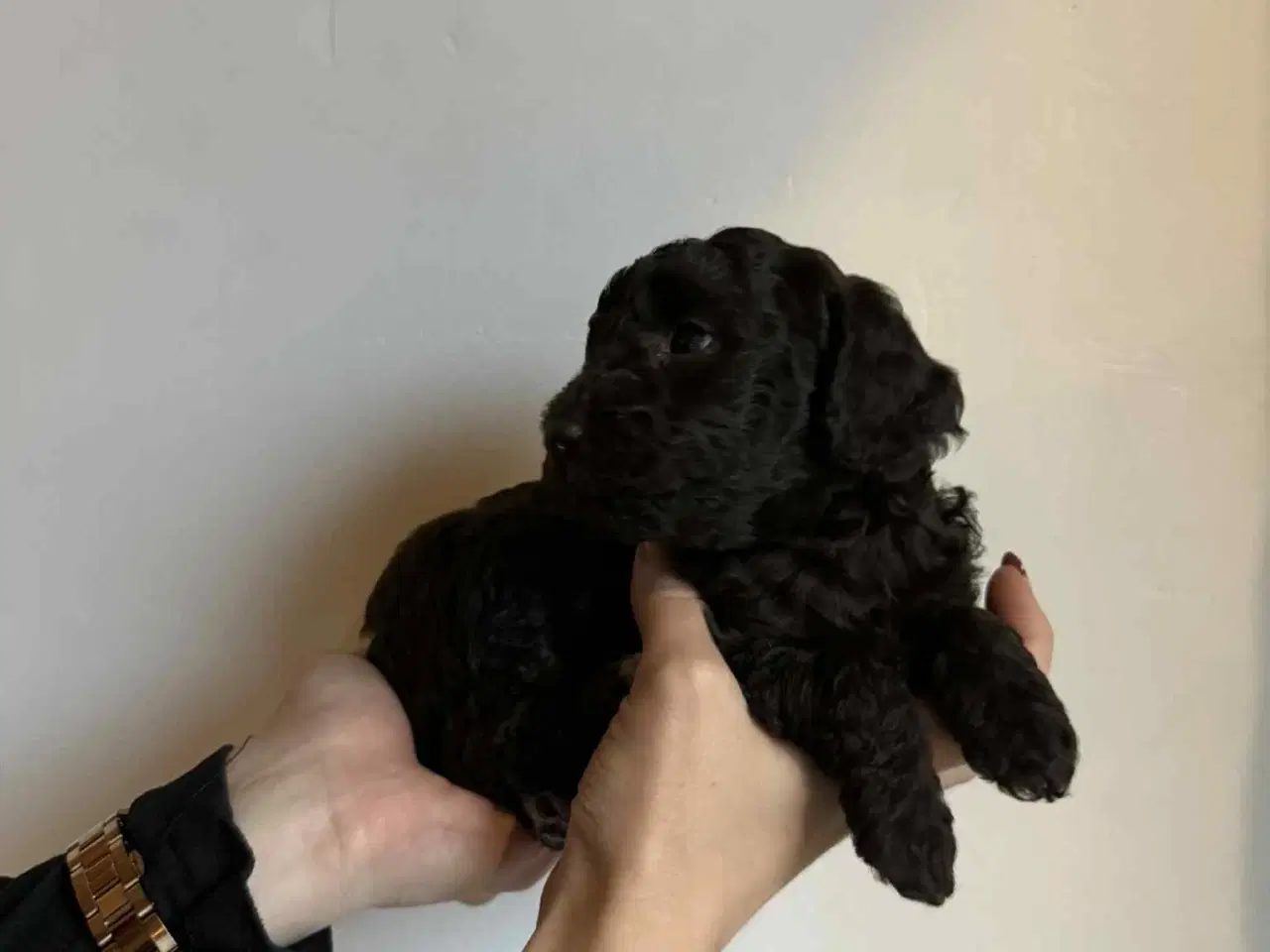 Billede 3 - Mellem puddel hvalpe