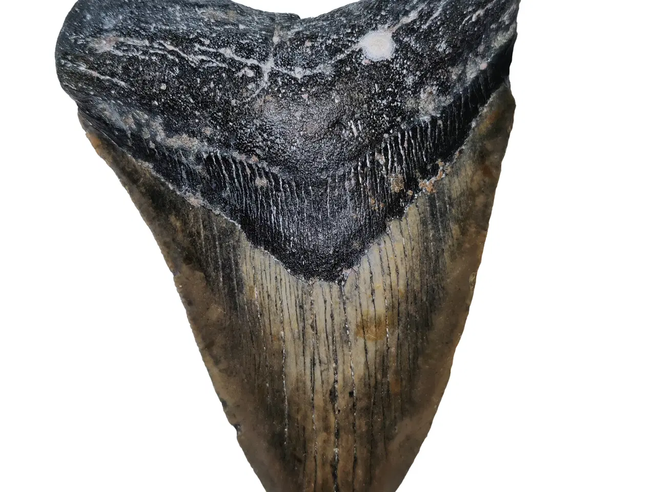 Billede 1 - Megalodon tand 12,4 cm