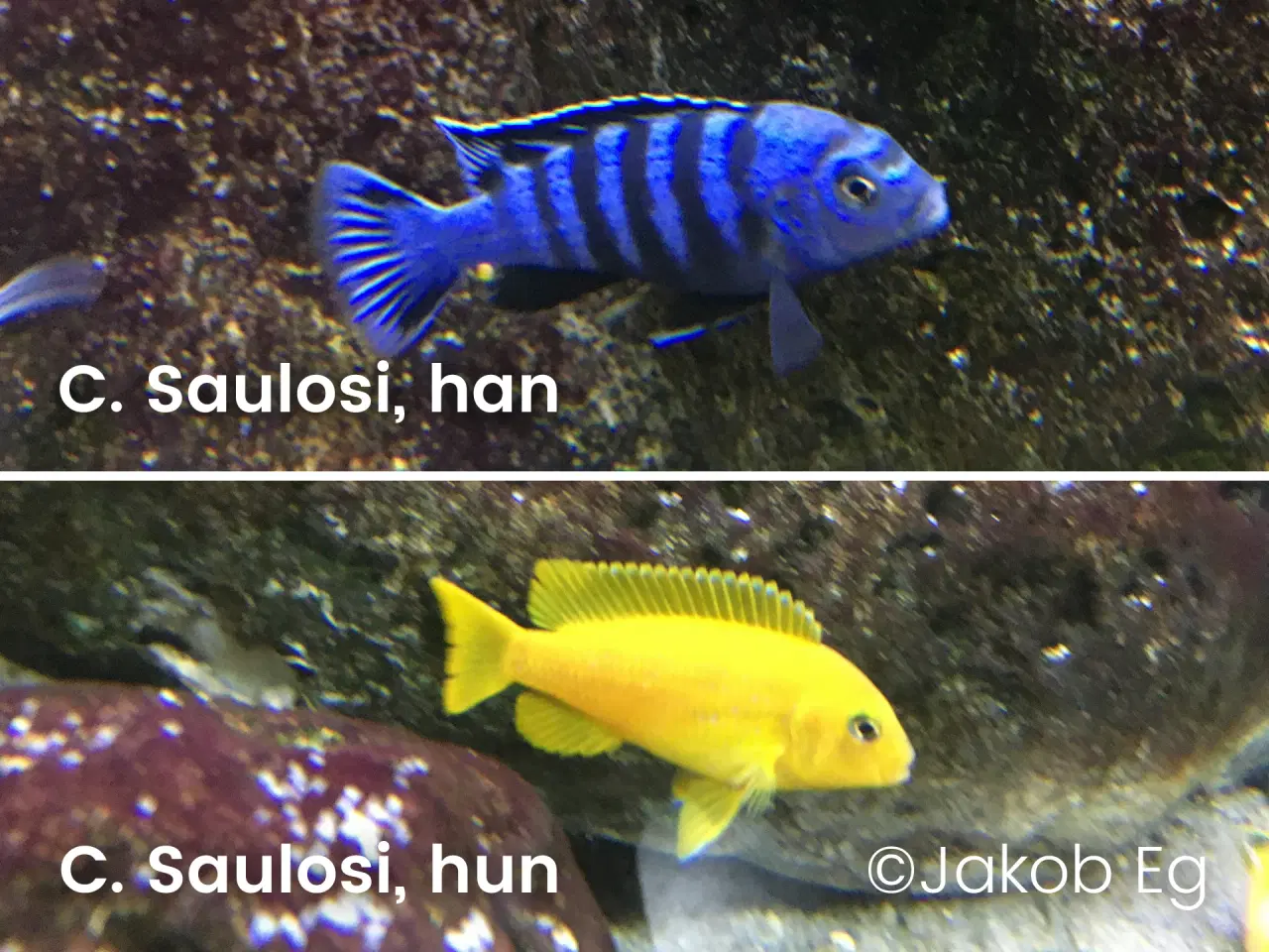 Billede 4 - Malawicichlider: Yngel af 11 forskellige arter