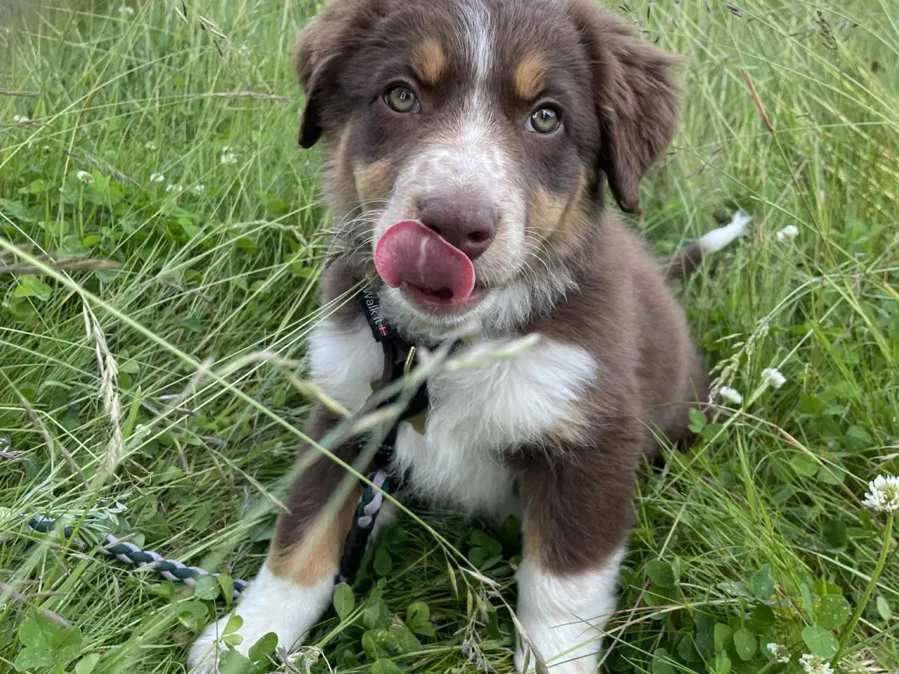 Billede 1 - Border Collie hvalp, 16 uger