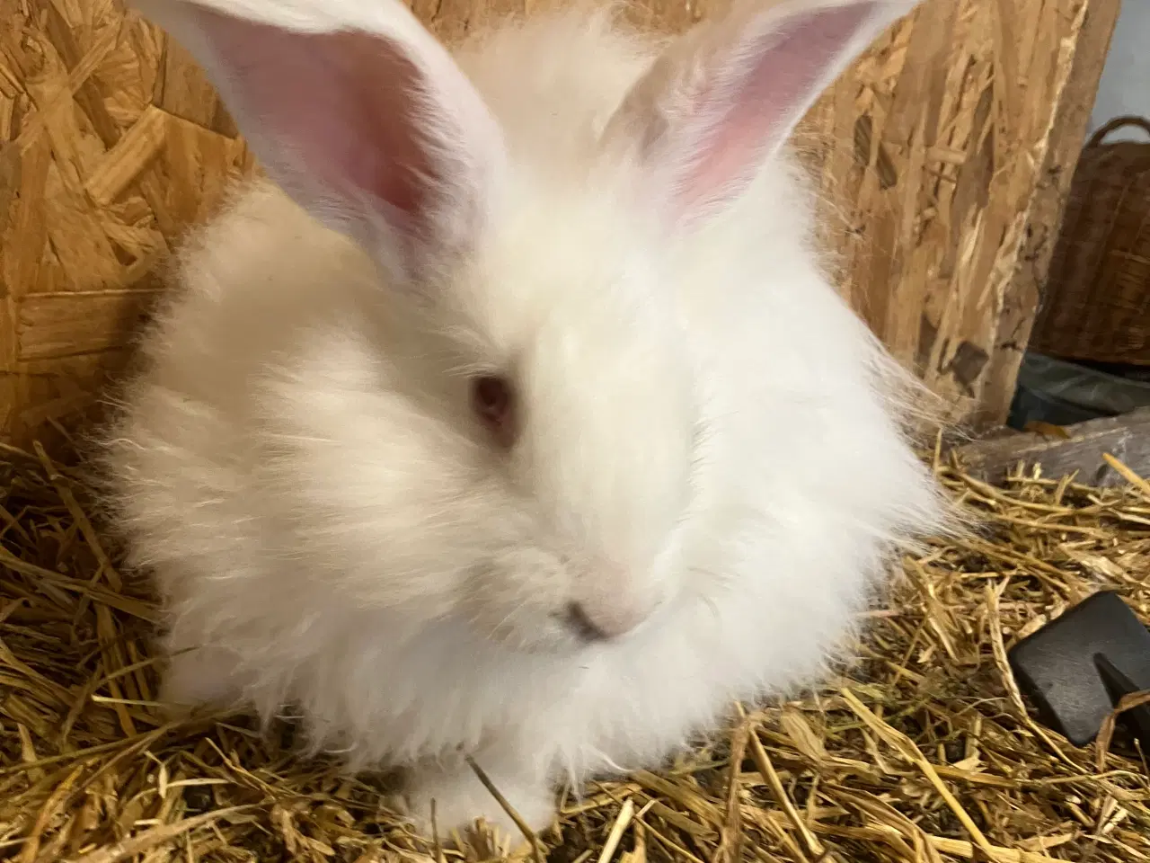 Billede 3 - Angora han fra importerede tyske forældre